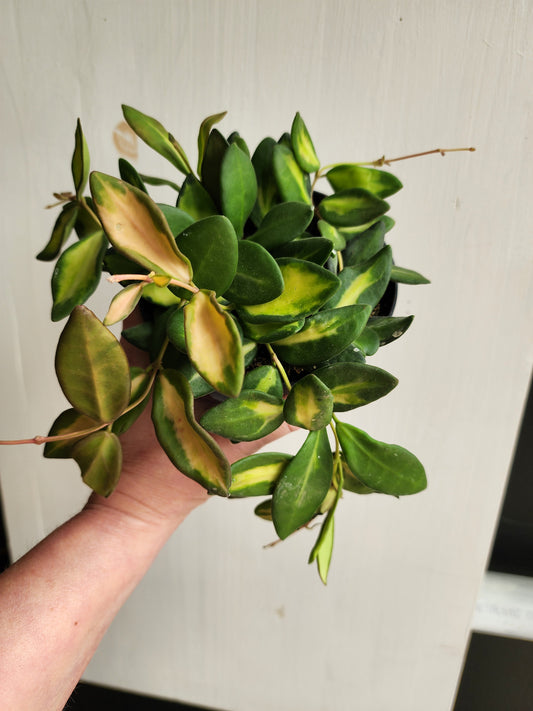Hoya DS-70 Var. - 12cm/5in.