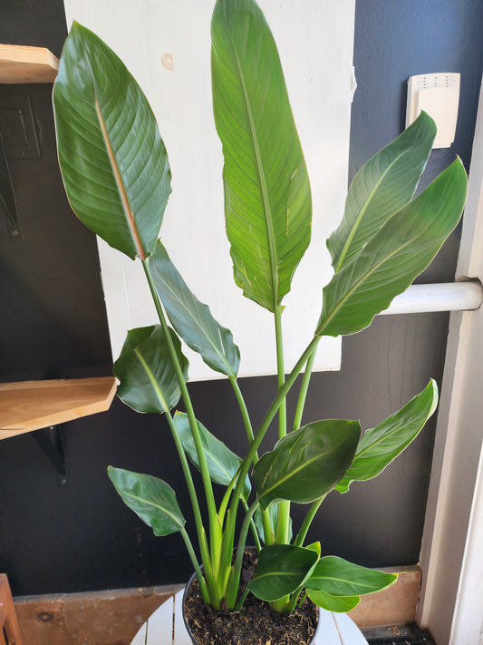 Strelitzia Nicolai | Bird of Paradise - Orange Flower 21cm/8in