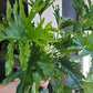 Philodendron Hope Selloum - 20cm/8in.