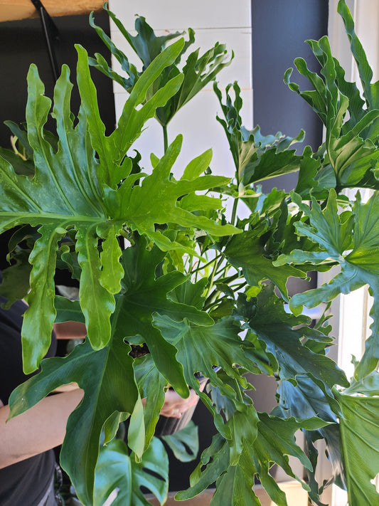 Philodendron Hope Selloum - 20cm/8in.