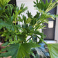Philodendron Hope Selloum - 20cm/8in.