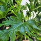 Philodendron Hope Selloum - 20cm/8in.
