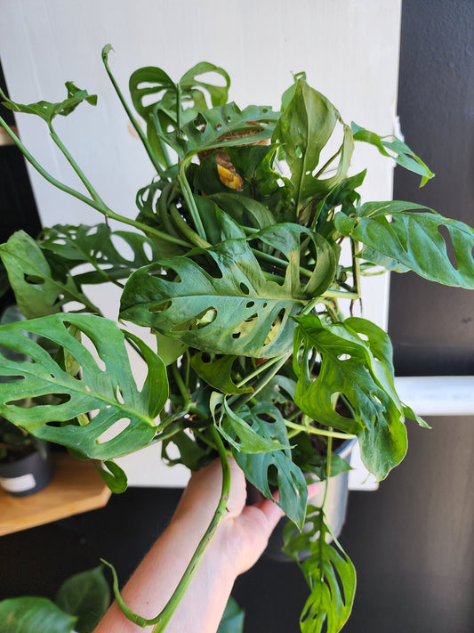 Monstera Adansonii | Swiss Cheese Plant w/Coco Stake - 17cm/7in.