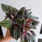 Peperomia Montevideo - 12cm/5in