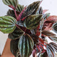 Peperomia Montevideo - 12cm/5in