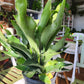 Staghorn Fern | Platycerium - 20cm/8in.