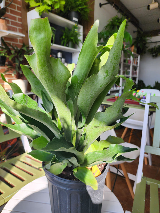Staghorn Fern | Platycerium - 20cm/8in.