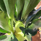 Staghorn Fern | Platycerium - 20cm/8in.