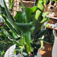 Staghorn Fern | Platycerium - 20cm/8in.