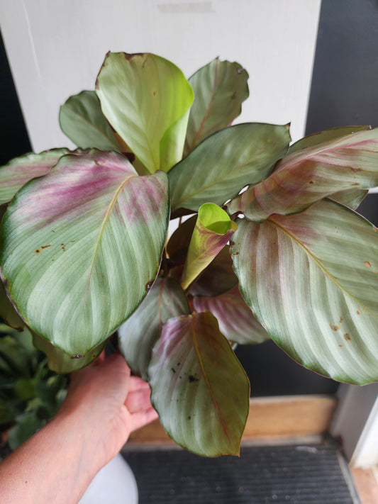 Calathea Rosy - 15cm/6in