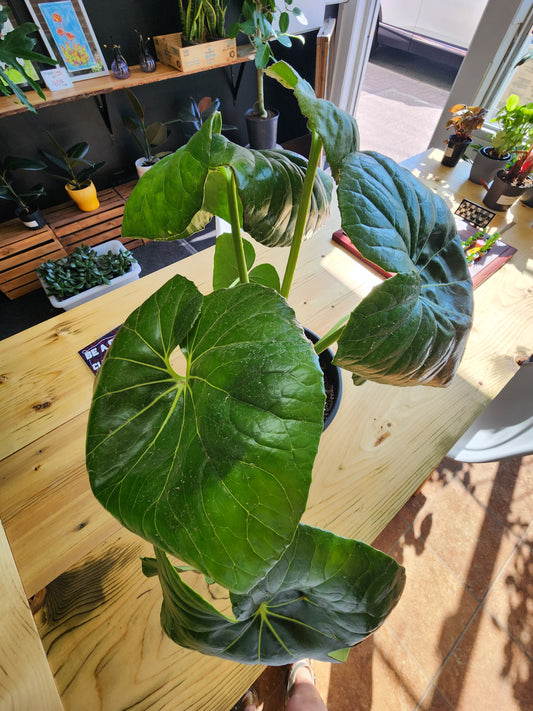 Leopard Plant | Farfugium Japonicum - 21cm/8in