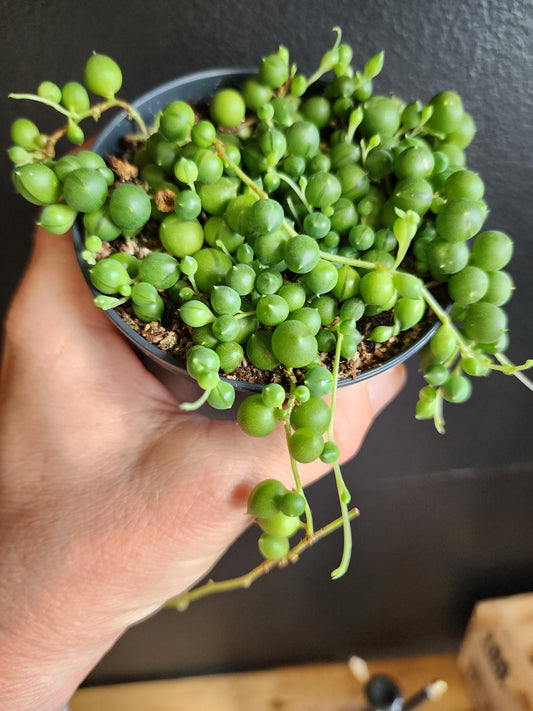 String of Pearls - 8cm/3.5in