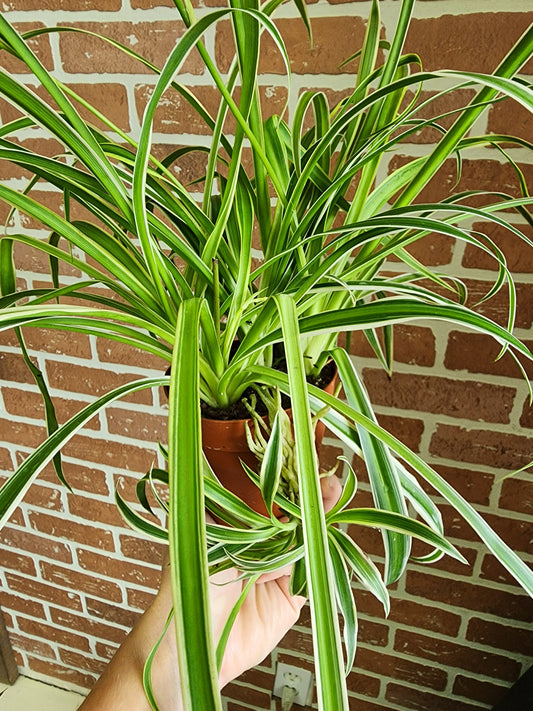 Spider plant - 10cm/4in