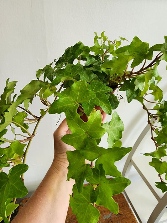 Assorted Ivy - 9cm/3.5in.