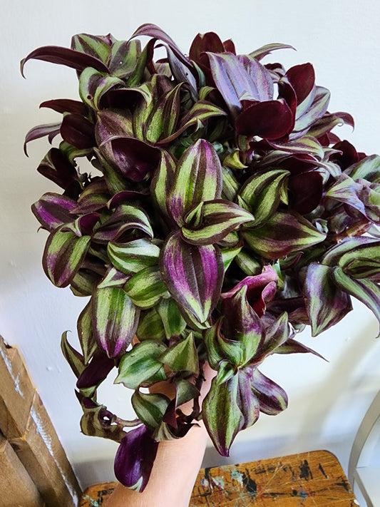 Tradescantia Purple - 9cm/3.5in.