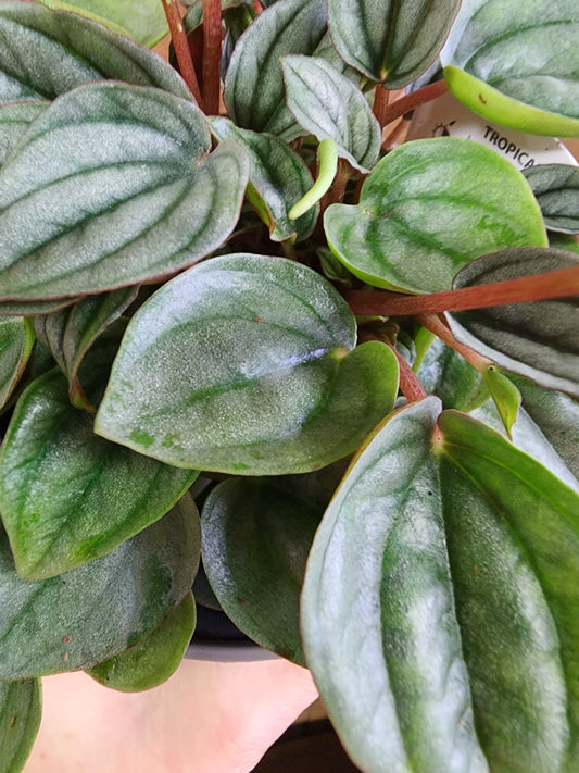 Peperomia Caperata | Napoli Nights- 9cm/3.5in