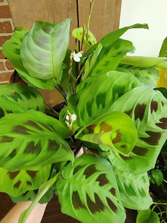 Maranta Green Prayer Plant - 9cm/3.5in.