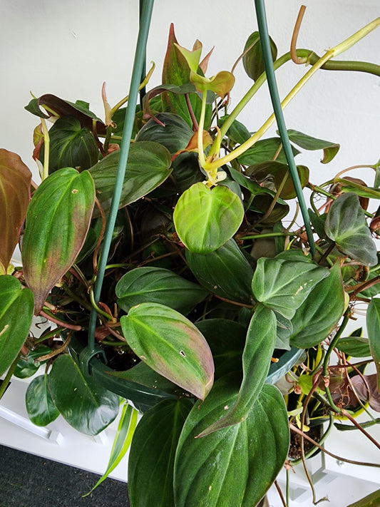 Philodendron Micans - 17cm/6.5in HB