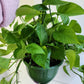 Philodendron Green Pothos - 20cm/8in. HB