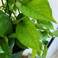 Philodendron Green Pothos - 20cm/8in. HB