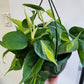 Philodendron Brazil - 20cm/8in. HB
