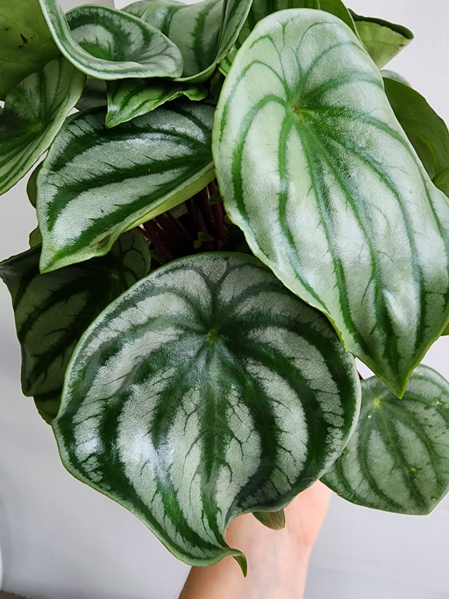 Watermelon Peperomia - 12cm/5in