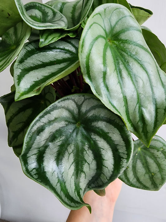 Watermelon Peperomia - 12cm/5in