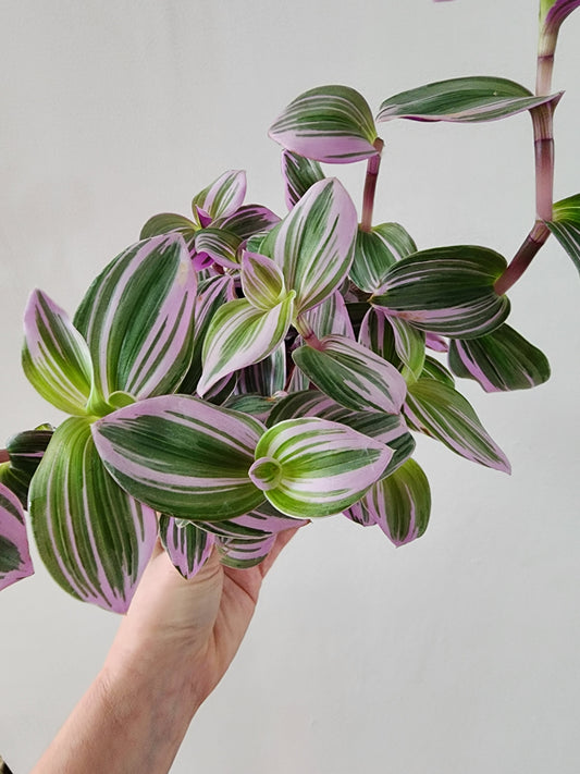 Tradescantia Nanouk - 12cm/5in.