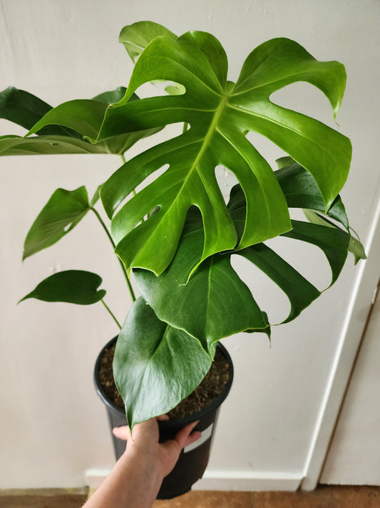 Philodendron Monstera Deliciosa - 21cm/8.5in.
