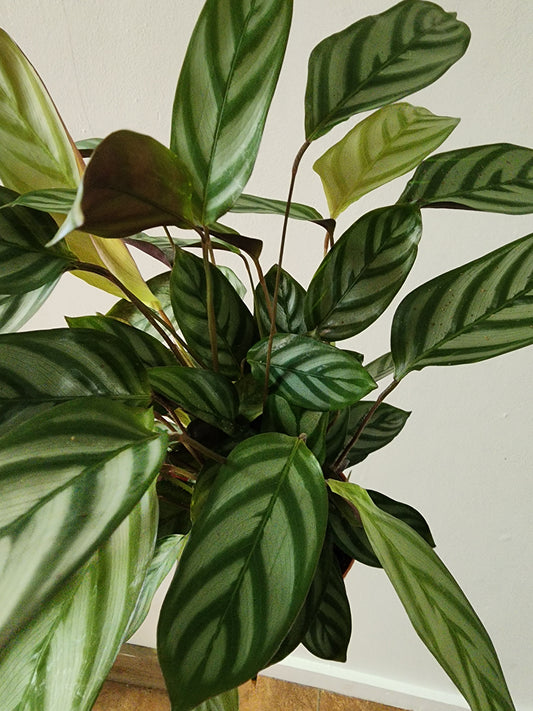 Calathea Freddie - 15cm/6"