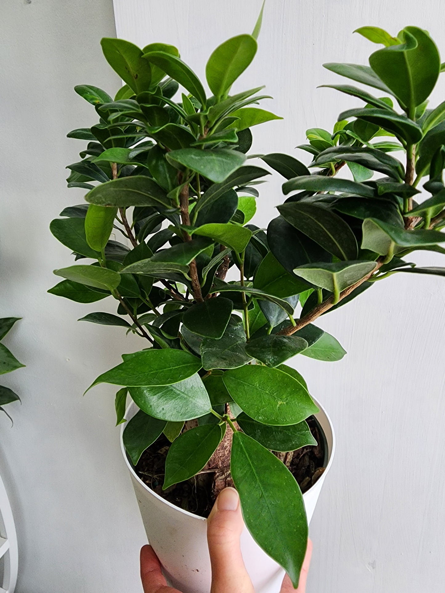 Bonsai Ginseng Ficus - 13.9cm/5.5in Clay Pot