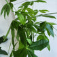 Pachira Aquatica | Money Tree - 12cm/5in