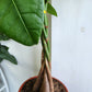 Pachira Aquatica | Money Tree - 12cm/5in