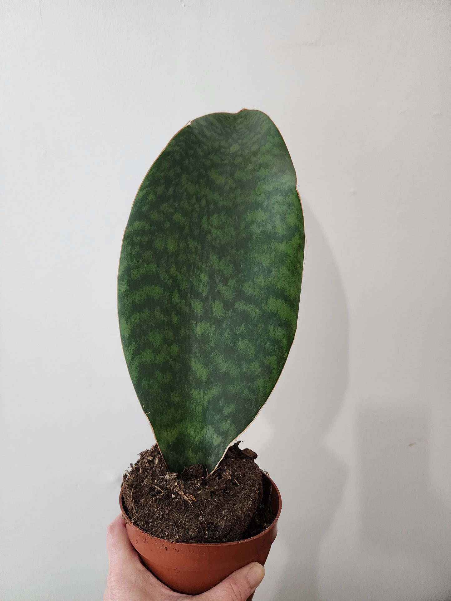 Sansevieria | Victoria Whale Fin - 15cm/6"