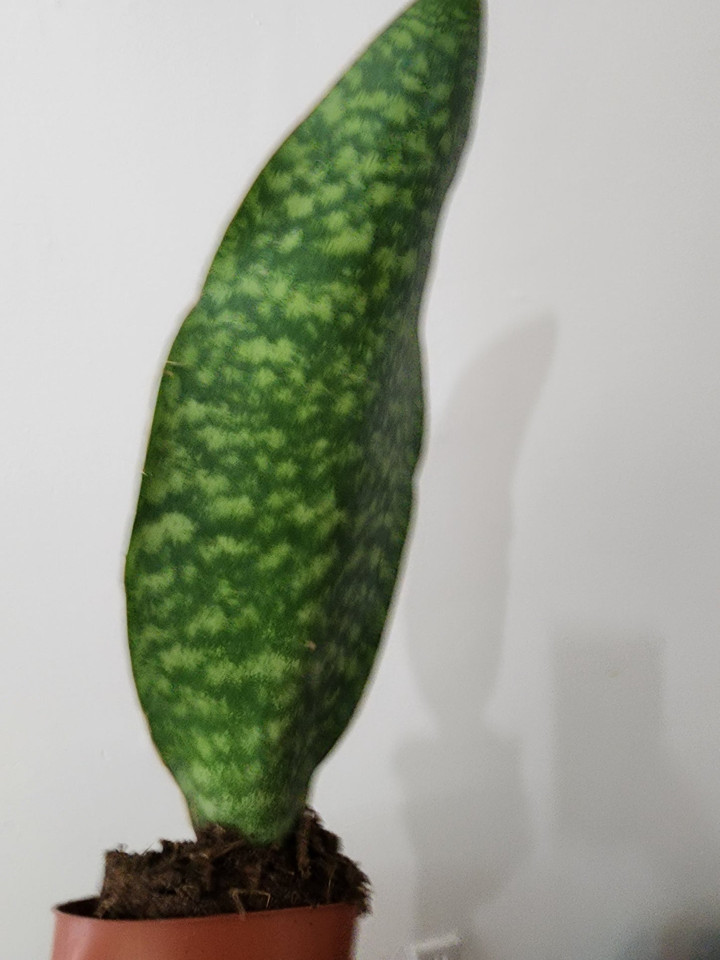 Sansevieria | Victoria Whale Fin - 15cm/6"