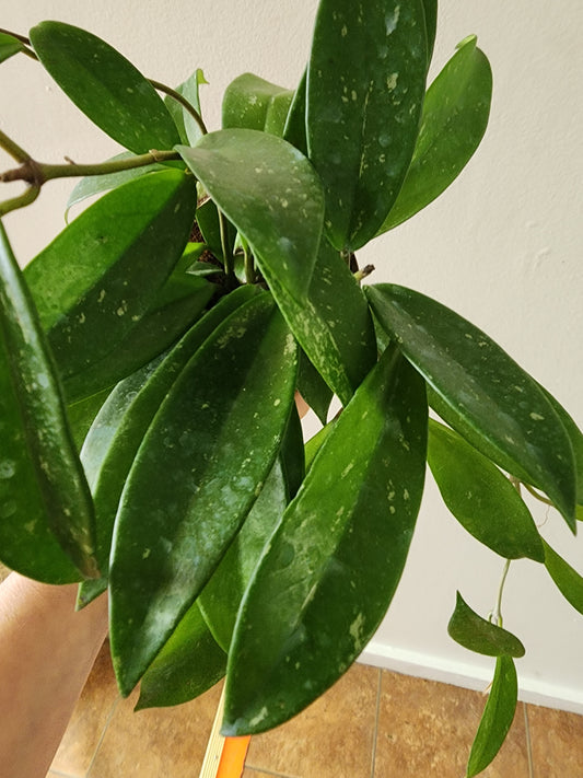 Hoya Pubicalyx Silver Splash -  12cm/5in HB
