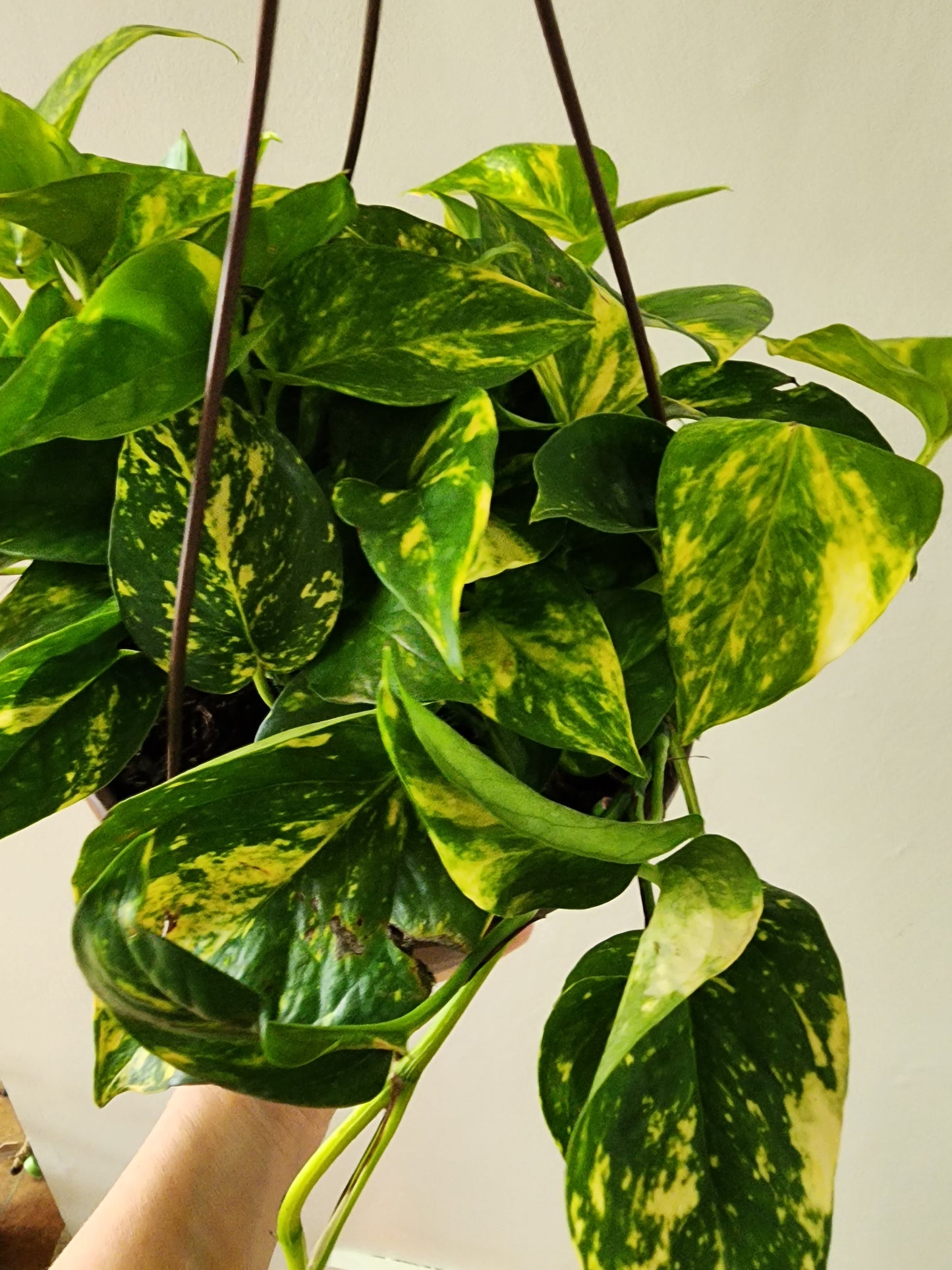 Golden Pothos - 20cm/8in. HB