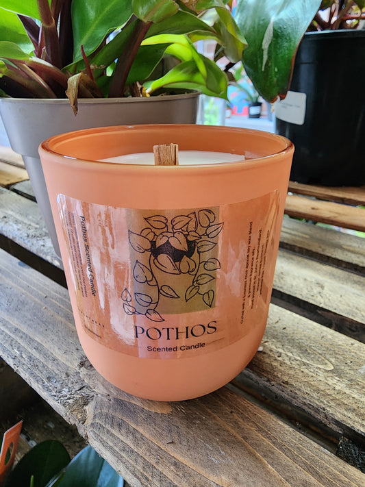 Pothos Scented Candle