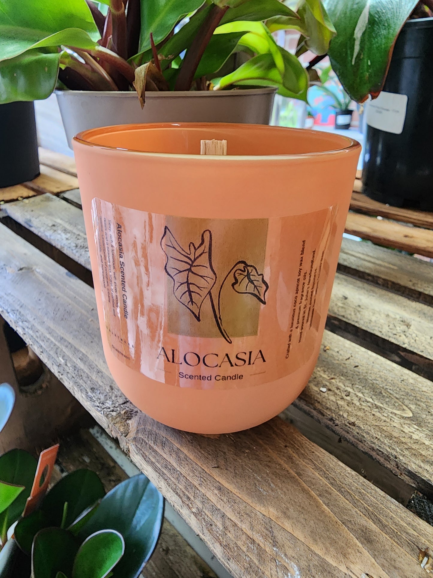 Alocasia Scented Candle