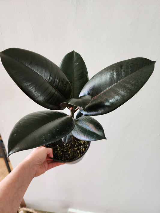 Assorted Ficus Elastica | Rubber Tree - 12cm/5in