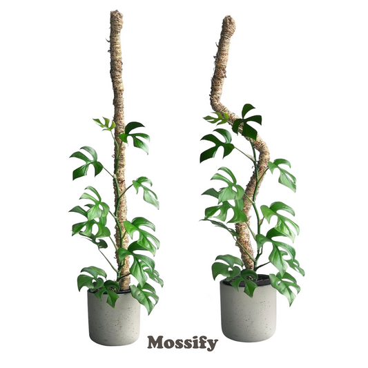 The Original Bendable Moss Pole™ - For Climbing Plants